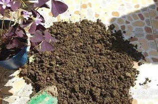 花盆土壤消毒用什么药 快来学几招花土快速消毒方法