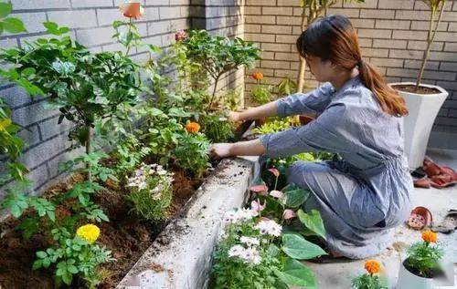 分 四季 养护紫罗兰,花期时节必能满盆皆花