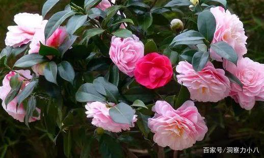 山茶花能用营养土吗;山茶花的土需要沙子吗