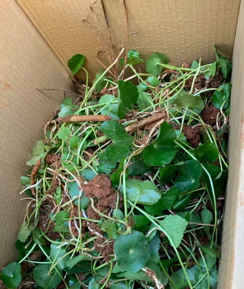 2种花沾土就疯长,最好别地栽,不然没处落脚