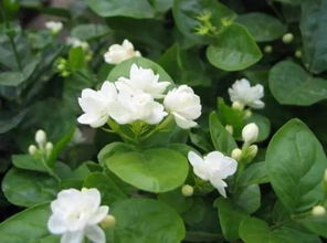 茉莉花喜欢什么土壤