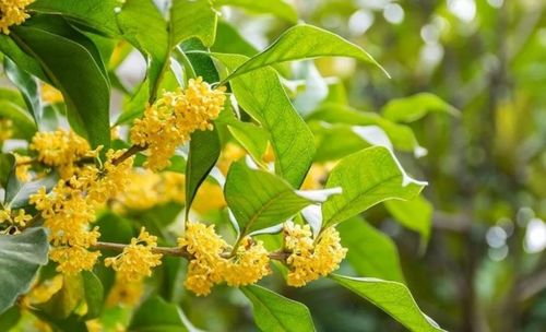 刚摘下来的新鲜桂花可以泡茶喝吗