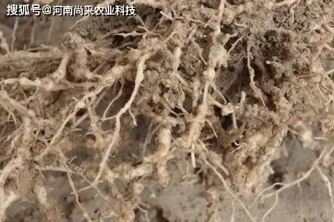 买十送一,超值优惠 根结线虫的防治方案,一撒一冲,双保险 图片