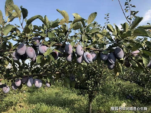 李子树追施什么肥料膨果 李子树增甜上什么肥料 李子树用什么叶面肥