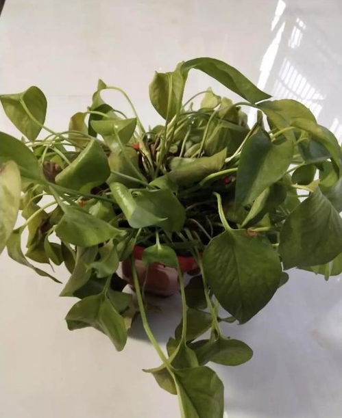 给花狠心剃光头,新芽呼呼冒,这几种花,剪的越狠,长得越快 吊兰