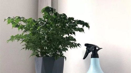 32种花养护大全,新手也能学的会,一年花开好几茬