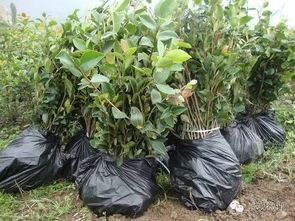 园林植物绿化设计解答 超实用