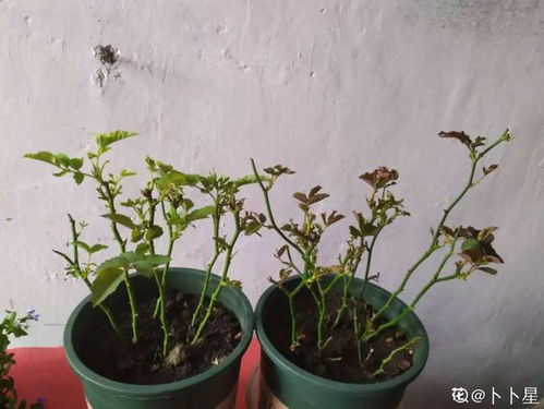 家里常年养花,一定要会杀虫,否则太闹心
