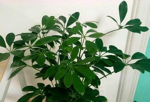 盆景里的干透才能浇水,怎么判断盆土是否干透