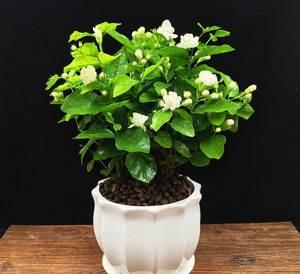 茉莉花清香怡人,被誉为香花之首,茉莉花如何养护