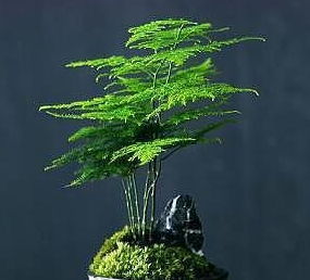 给文竹换盆,做好这 几点 ,生长快速,不黄叶,根系长满盆