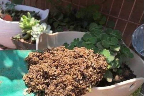 花盆里小黑虫是什么虫,花盆里小黑虫怎么治