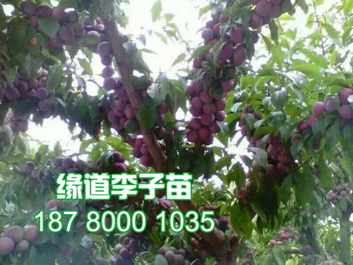【李子树苗、李子树苗价格和报价】- 黄页88网