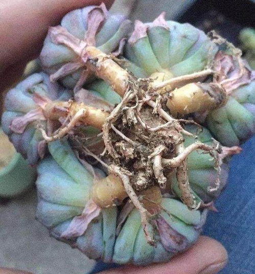 网购多肉修根后 晾根几天后才能上盆