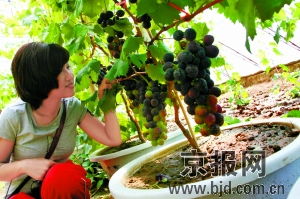 北京延庆里炮村温室大棚的盆景葡萄 1000元 盆 图
