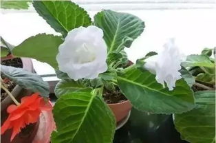 家里养了花草,总是有小虫子飞来飞去怎么办