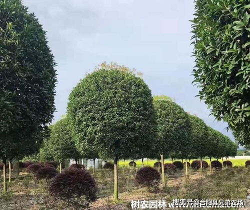 葡萄小苗各阶段施什么肥-葡萄小苗怎么施肥