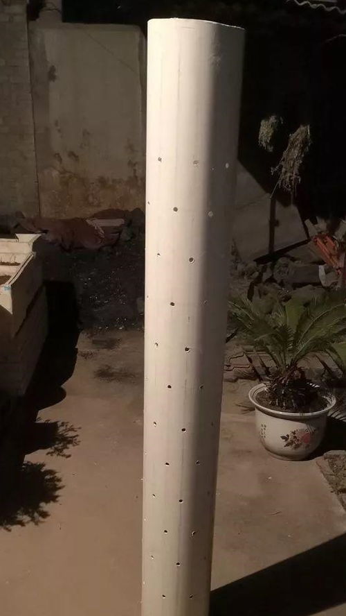 太阳花这样养,一样也能成老桩,夏天开爆盆