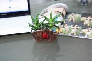扇形花盆养什么花图