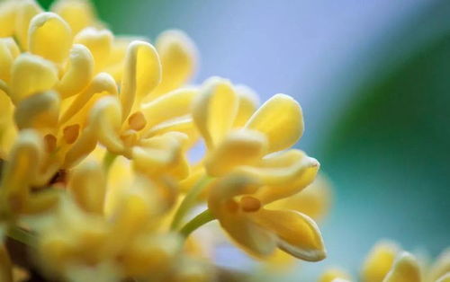 家养桂花,掌握几个技巧,油亮翠绿,花香四溢