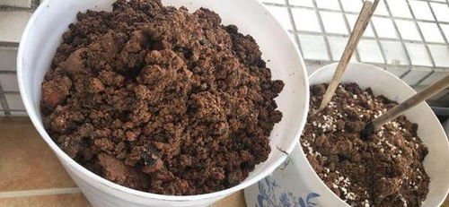 种花土别太随便了 对 4种基质 说不,花草方能越长越旺盛