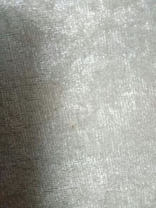 这种细小的虫子伴随着一些透明蜘蛛生长在我家床上,这是什么东西,轻轻一碰就死了,对人有多大的危害求解