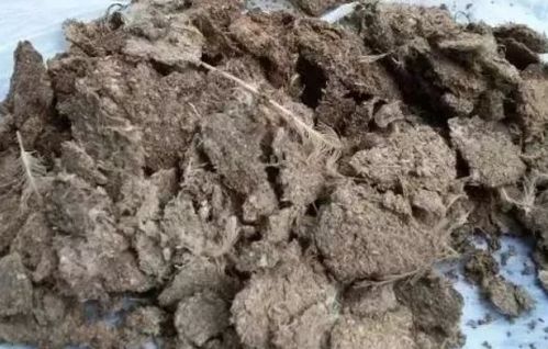常见粪肥的8大危害你知道几个 怎么解决呢