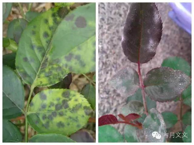 月季盆栽小苗的施肥与病虫害防治 图片