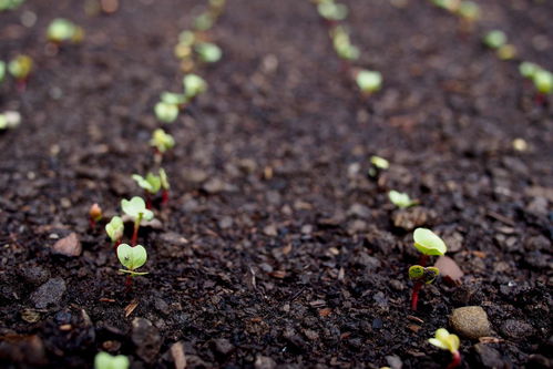 有机农场 ORGANIC FARM