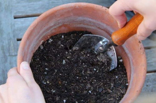 土壤里有虫子如何处理—土壤里生虫子怎么办