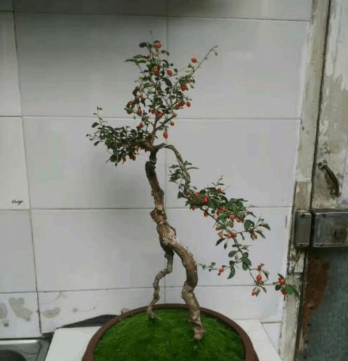 玩枸杞,要老桩,野生素材做成盆景要怎样 只需三步,型美果漂亮