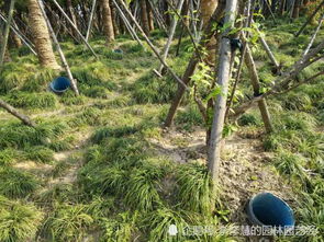 树木移栽安全措施—树木移栽后的养护管理