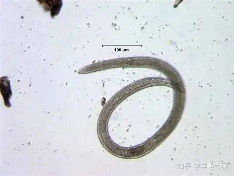 土壤中的8种重要微生物