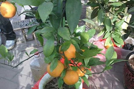 金桔什么季节开花
