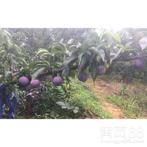 【湖北黄冈李子苗新品种介绍__离核李子树苗种植几年能挂果?】- 黄页88网