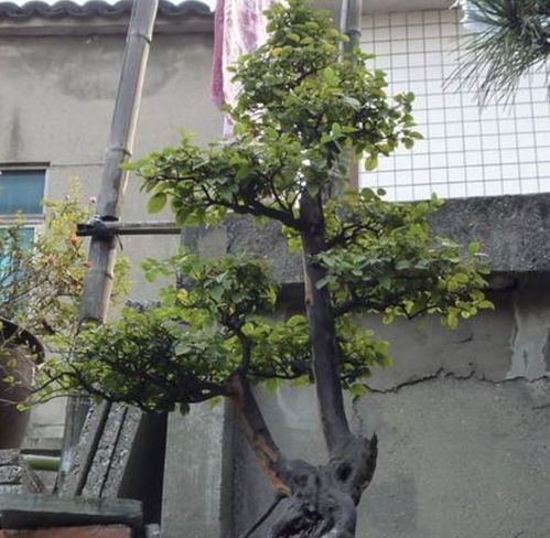 若是喜欢 镇宅树 ,秋天就养此 2种 ,茎干造型多,养1年值钱