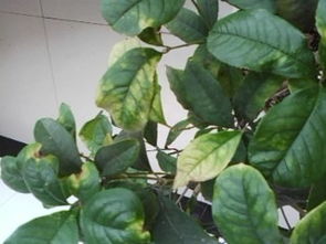 阳台的桂花树叶子变黄了,不知道是怎么回事,谁知道的能告诉一下吗