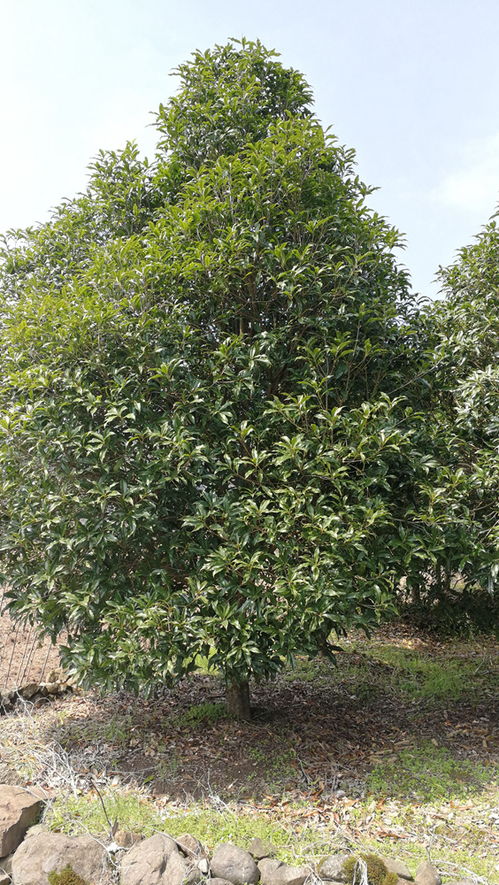 家里有棵桂花树想卖掉,不知道桂花树怎么卖的