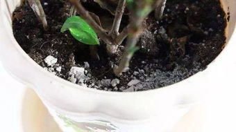 花盆里有小虫子,只需4个小方法,不用喷药,一只不剩,干干净净 土壤