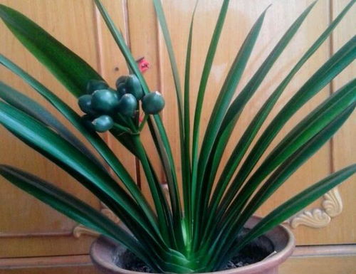 君子兰的花快开败了花梗怎么处理 3种方法,第3种适合大部分花友