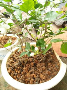 营养土适合种木本植物吗_营养土可以种植什么