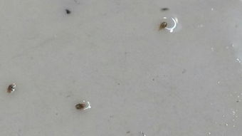 像灰尘一样针尖大小的小虫子,咬人了奇痒,不知是什么虫子 拜托有认识的朋友告知 谢谢