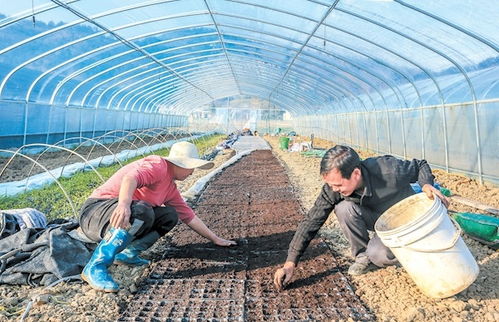 早春育苗忙 播种新希望