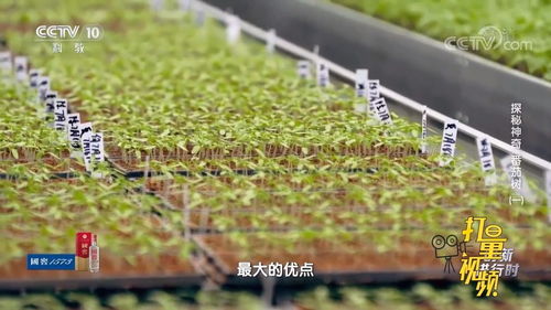 用泥炭土育苗,最大优点就是能避免土传病虫害的侵害