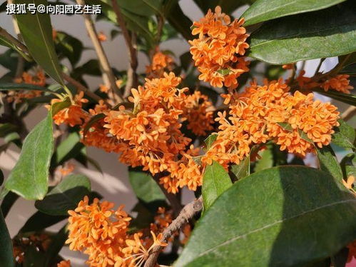 花市买桂花,一定要买嫁接的,扦插的桂花短时间不开花