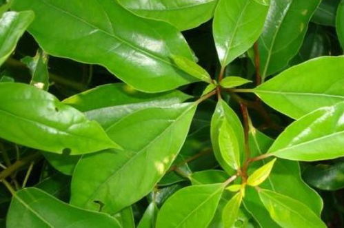移栽植物时根部为什么要多留土 移栽植物根部多留土的原因介绍