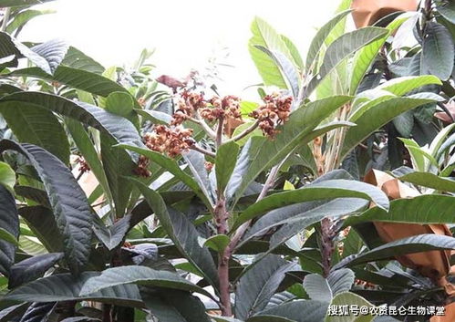 枇杷保花保果施什么肥料 枇杷膨大的好方法,枇杷膨果增甜有什么施肥要点