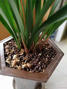 兰花里有小飞虫怎么办
