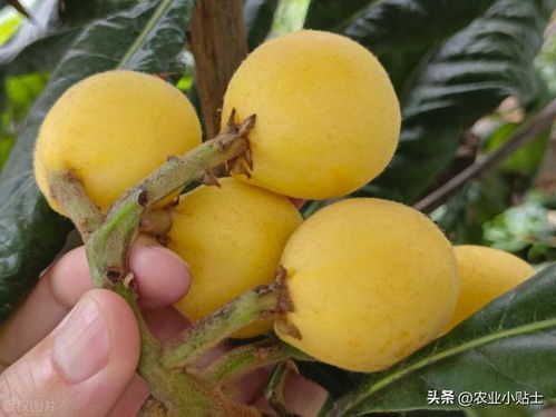 枇杷用什么肥料最好 用好这5种肥,枇杷又大又多又甜