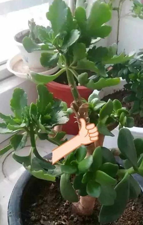 长寿花砍1刀,插在玉树上,不老化不烂根,花开满盆,神奇 开花